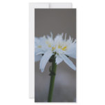 Hippie daisy and meaning rack cards