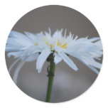 Hippie daisy and meaning stickers