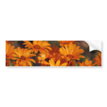 Hippie daisy flower symbolism bumper stickers