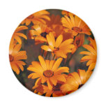 Hippie daisy flower symbolism magnets