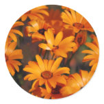 Hippie daisy flower symbolism stickers