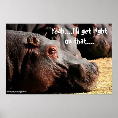 Hippo attitude