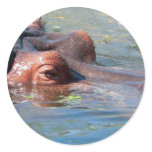 Hippo Distressed Round Stickers