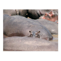 Hippo Looking at You Post Cards