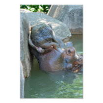 Hippo Photo