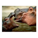 HIPPO postcards