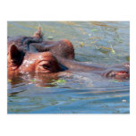 Hippo Postcard