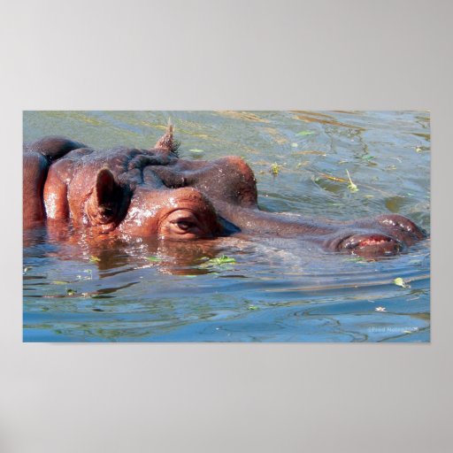 Hippo Poster