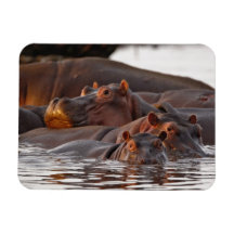Hippopotamus, Hippopotamus amphibius, Lake Flexible Magnet