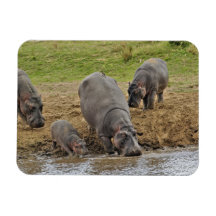 Hippopotamus, Hippopotamus amphibius, Serengeti Vinyl Magnets
