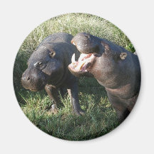 Hippopotamus Magnets