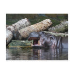 Hippopotamus Postcard