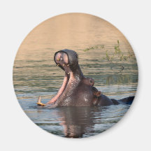 hippopotamus refrigerator magnet