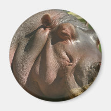 Hippopotamus Round Magnet