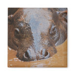 Hippopotamus swimming magnets