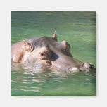 Hippopotamus Swimming On The Surface Fridge Magnets