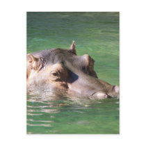 Hippopotamus Swimming On The Surface Postcards