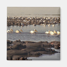 Hippos and pelicans fridge magnet