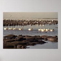 Hippos and pelicans print