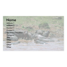 Hippos - In River Business Card Templates