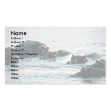 Hippos - Pod Relaxed In River At Twilight Business Card Template
