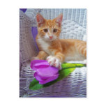 his highness Cole postcard