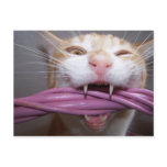 Hissed postcards