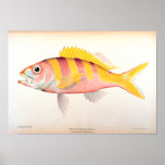 Historic Fisheries Print
