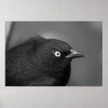 Hitchcock scary bird posters