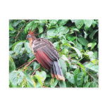 Hoatzin "Stinky Turkey"  Pastaza River, Ecuadorean Postcards