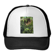 Hoffmann's two-toed sloth hat