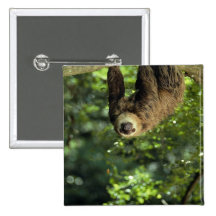Hoffmann's two-toed sloth pins
