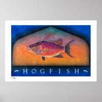 Hogfish Posters, Prints and Frames