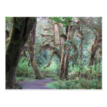 Hoh Rain Forest 2 - Olympic National Park Post Cards