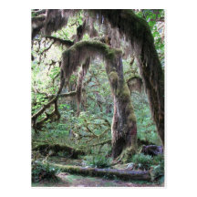 Hoh Rain Forest 3 - Olympic National Park Postcards