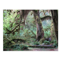 Hoh Rain Forest - Olympic National Park Post Cards