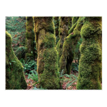 Hoh Rain Forest, Olympic National Park, Washington Postcard