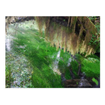 Hoh Rain Forest Post Cards