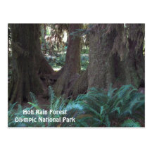 Hoh Rain Forest Postcard