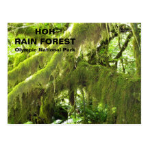 Hoh Rain Forest Postcard