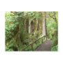 Hoh Valley Rain Forest Postcard