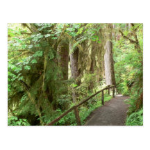 Hoh Valley Rain Forest Postcard