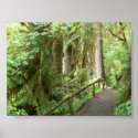 Hoh Valley Rainforest Trail Poster posters