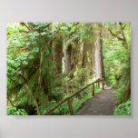 Hoh Valley Rainforest Trail Poster posters