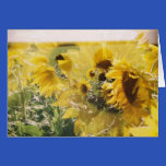 holga sunflowers: retro dreamy vibe cards