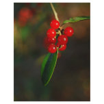 Holiday Berries flyers