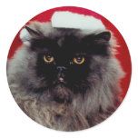 Holiday Cat