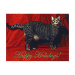 Holiday Cat - postcard