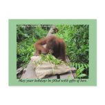 Holiday Gifts Jungle Style for Orangutans Postcards