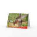 Holidays are for the birds.... cards